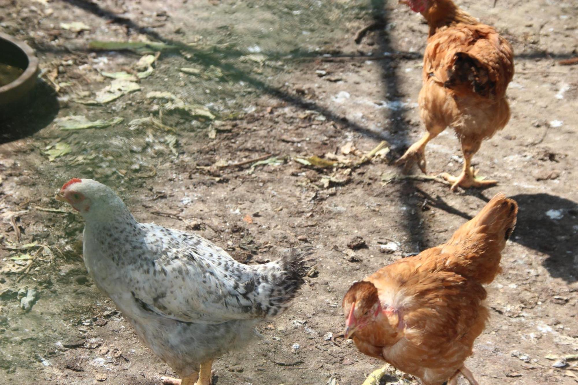 Bio Quinta Do Pantano, Agro Turismo Villa Santo Antonio da Serra Eksteriør billede